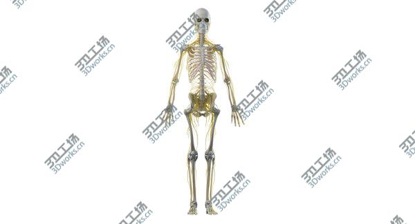 images/goods_img/20210312/3D Obese Female Skin, Skeleton And Nerves Rigged/4.jpg